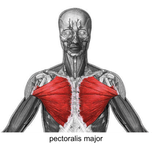 pectoralis-major-