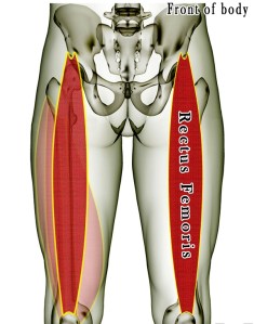 00.5 - Rectus-Femoris