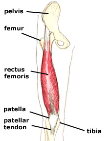 rectus-femoris 1